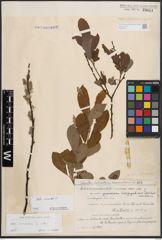 Foto von Salix cinerea L.
